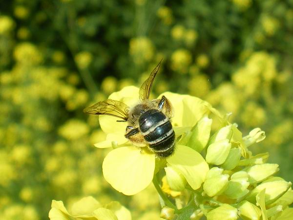 Andrena cfr vetula
